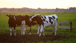 From Farm to Market: Understanding the Supply Chain in Livestock Trading